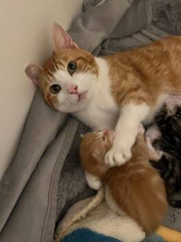 Countess -  Domestic Short Hair Cat for Adoption in Vancouver, Washington - Countess | PetCurious