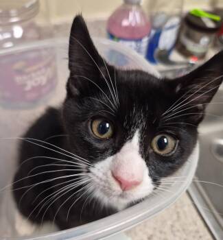 Blimp -  Domestic Short Hair Cat for Adoption in Christiansburg, Virginia - Blimp | PetCurious