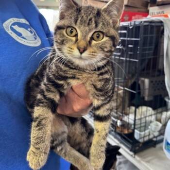 Rescue Domestic Short Hair Cats for Adoption in Abingdon, Maryland - 1125-117 Simon | PetCurious