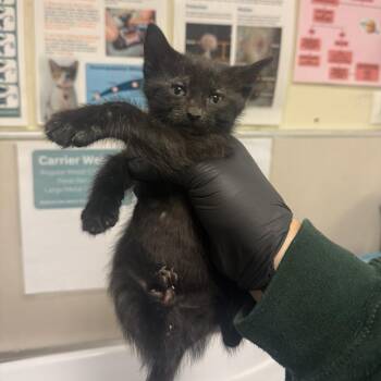 Venus -  Domestic Short Hair Cat for Adoption in Chicago, Illinois - Venus | PetCurious