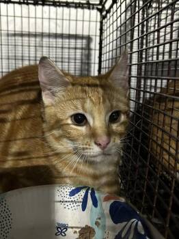 MacHiavelli -  Domestic Short Hair Cat for Adoption in Austin, Texas - MacHiavelli | PetCurious