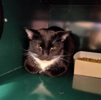 Domestic Short Hair Cats Available for Adoption in El Paso, Texas - Daisy* | PetCurious