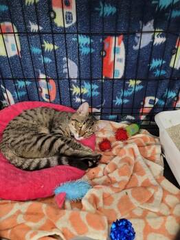 Zero -  Domestic Short Hair Cat for Adoption in Fort Walton Beach, Florida - Zero | PetCurious