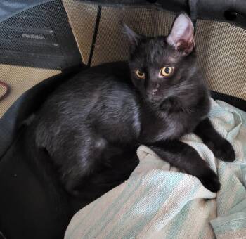 Goumi Berri -  Domestic Short Hair and Tabby Cat for Adoption in Chandler, Arizona - Goumi Berri | PetCurious