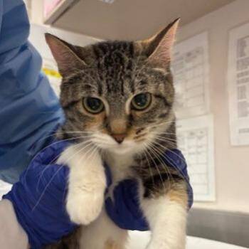 Juniper -  Domestic Short Hair Cat for Adoption in Murray, Utah - Juniper | PetCurious
