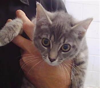 A1268776 -  Domestic Short Hair Cat for Adoption in Charlotte, North Carolina - A1268776 | PetCurious
