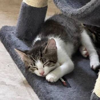 Elsa -  Domestic Short Hair Cat for Adoption in Sunrise, Florida - Elsa | PetCurious