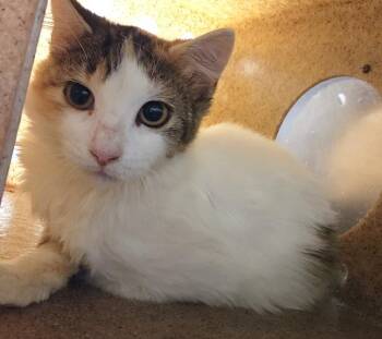 CARDI -  Domestic Medium Hair Cat for Adoption in Hagerstown, Maryland - CARDI | PetCurious