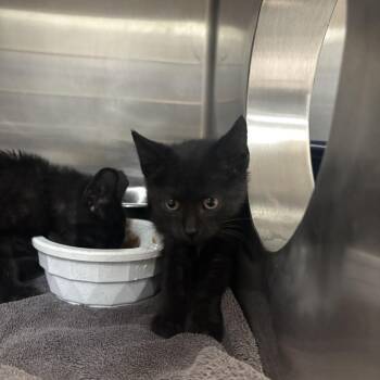 Shock -  Domestic Short Hair Cat for Adoption in Indianapolis, Indiana - Shock | PetCurious