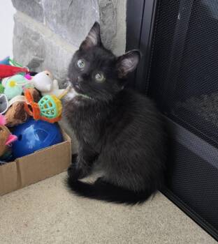 Domestic Short Hair Cats Available for Adoption in Lemont, Illinois - Olive | PetCurious