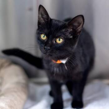 Pinot -  Domestic Short Hair Cat for Adoption - Pinot | PetCurious