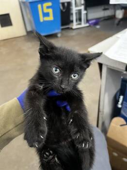 BRUTUS -  Domestic Medium Hair Cat for Adoption in Dallas, Texas - BRUTUS | PetCurious