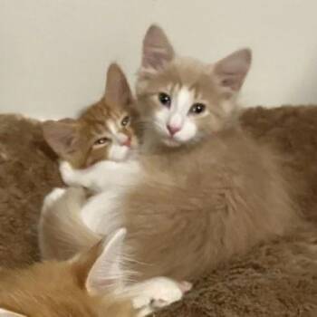 Romy & Annie -  Domestic Long Hair Cat for Adoption in Bridgeport, Connecticut - Romy & Annie | PetCurious