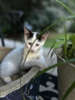 CL - Penn -  Domestic Short Hair Cat for Adoption in Dawson, Georgia - CL - Penn | PetCurious
