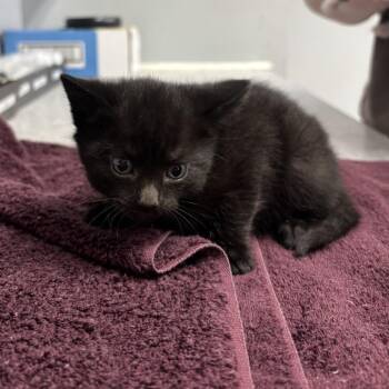Domestic Short Hair Cats Available for Adoption in Spokane, Washington - Umbra | PetCurious