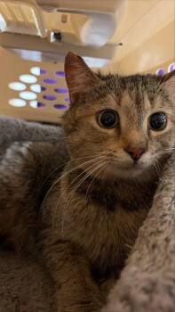 Peppermint Mocha -  Domestic Short Hair Cat for Adoption in West Chester, Pennsylvania - Peppermint Mocha | PetCurious