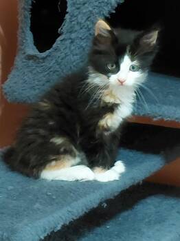 FlufFy -  Domestic Medium Hair Cat for Adoption in Trenton, New Jersey - FlufFy | PetCurious