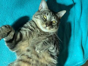 Rescue Domestic Short Hair Cats for Adoption in Buffalo, New York - Petal | PetCurious