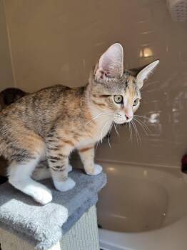 Duchess - KITTEN in foster -  Domestic Short Hair Cat for Adoption in Alexandria, Virginia - Duchess - KITTEN In Foster | PetCurious