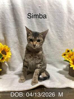 Simba -  Domestic Short Hair Cat for Adoption in Magnolia, Texas - Simba | PetCurious