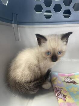 Nesta -  Domestic Long Hair Cat Available for Adoption in Newnan, Georgia - Nesta | PetCurious