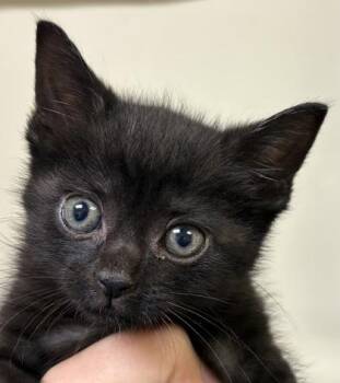 Catherine Wheel -  Domestic Short Hair Cat for Adoption in West Chester, Pennsylvania - Catherine Wheel | PetCurious