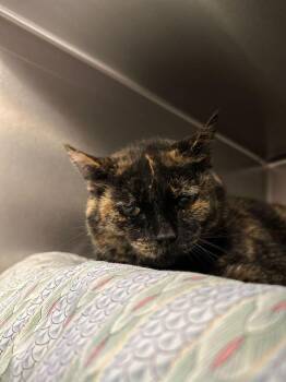 Domestic Short Hair Cats Available for Adoption in Bowling Green, Ohio - Maysilee | PetCurious