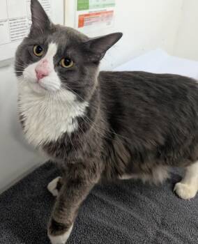 Nathaniel -  Domestic Medium Hair Cat for Adoption in Vancouver, British Columbia - Nathaniel | PetCurious
