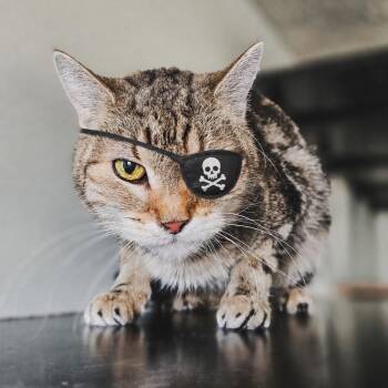 Domestic Short Hair Cats Available for Adoption in Spokane, Washington - Aimee | PetCurious