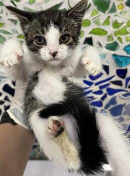 CARLY -  Domestic Short Hair Cat for Adoption in Pensacola, Florida - CARLY | PetCurious