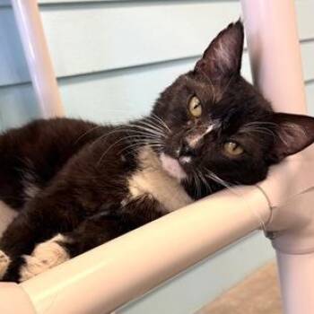 TOOTHLESS -  Domestic Short Hair Cat for Adoption in Fernandina Beach, Florida - TOOTHLESS | PetCurious