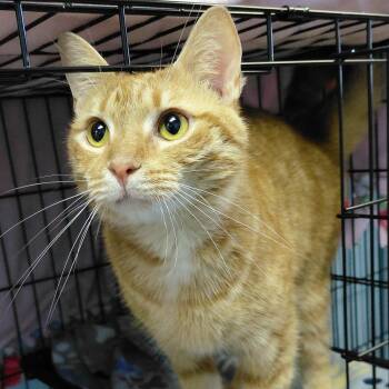Henry -  Domestic Short Hair Cat for Adoption in Harrisonburg, Virginia - Henry | PetCurious