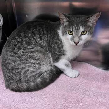 Maeve -  Domestic Short Hair Cat for Adoption in Georgetown, Kentucky - Maeve | PetCurious