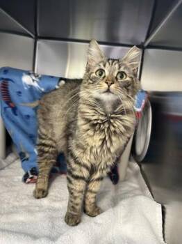 Domestic Long Hair and Domestic Short Hair Cats Available for Adoption in Schenectady, New York - KitKat | PetCurious