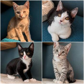 LORD OF THE RINGS Litter -  Domestic Short Hair and Tabby Cat for Adoption in Hillsboro, Oregon - LORD OF THE RINGS Litter | PetCurious