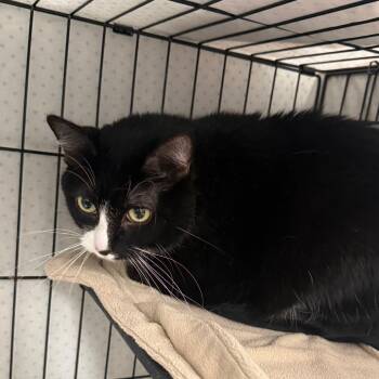 Luna Bean -  Domestic Short Hair Cat for Adoption in Normal, Illinois - Luna Bean | PetCurious
