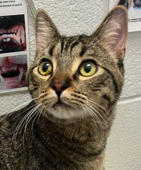 Marlo -  Domestic Short Hair Cat for Adoption in Golden, Colorado - Marlo | PetCurious