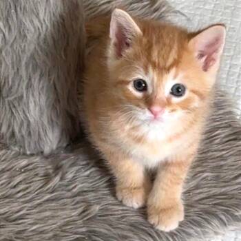 Parker -  Domestic Short Hair Cat for Adoption in Cumming, Georgia - Parker | PetCurious