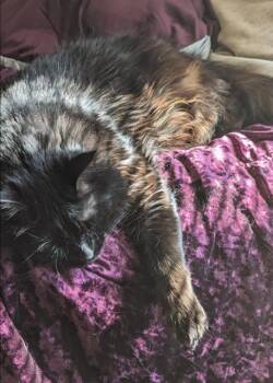 Rescue Domestic Long Hair Cats for Adoption in Parkville, Maryland - Clover | PetCurious