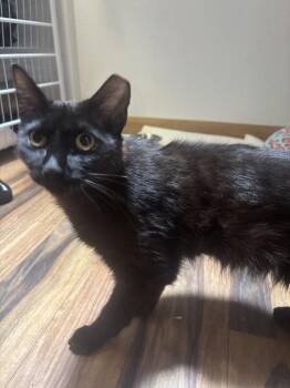 Nikita -  Domestic Short Hair Cat for Adoption in Albuquerque, New Mexico - Nikita | PetCurious
