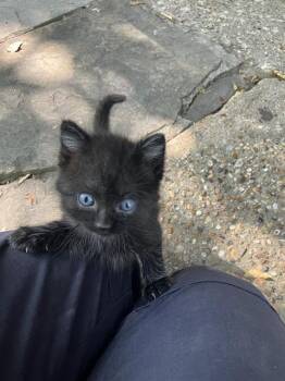 SQUIGGLE -  Domestic Short Hair Cat for Adoption in Dallas, Texas - SQUIGGLE | PetCurious