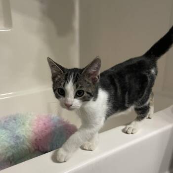 Rescue Domestic Short Hair Cats for Adoption in Seneca, South Carolina - Fish Stu | PetCurious