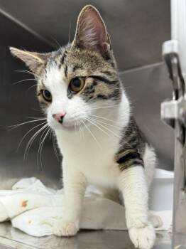 Domestic Short Hair Cats Available for Adoption in Pomona, New York - Denny | PetCurious