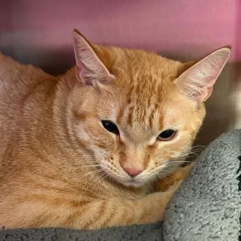 Domestic Short Hair Cats Available for Adoption - Clementine | PetCurious