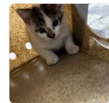 Doodle Bop -  Domestic Short Hair Cat for Adoption - Doodle Bop | PetCurious