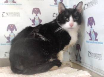 MIDNIGHT -  Domestic Long Hair Cat Available for Adoption in Orlando, Florida - MIDNIGHT | PetCurious