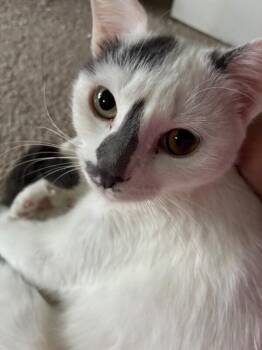 Domestic Short Hair Cats Available for Adoption - Sally | PetCurious