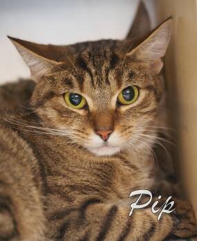 Rescue Domestic Short Hair Cats for Adoption in Middle Township, New Jersey - Pip | PetCurious
