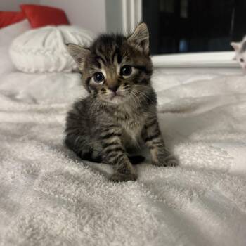 Tabby Cats Available for Adoption in Columbia, South Carolina - Almond Milk | PetCurious