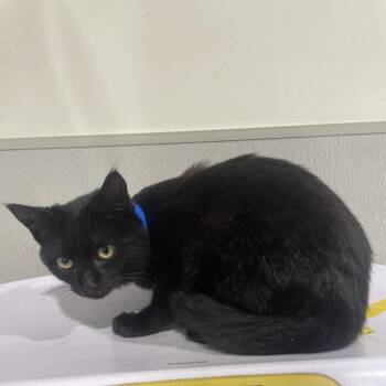 Domestic Short Hair Cats Available for Adoption - Mario | PetCurious